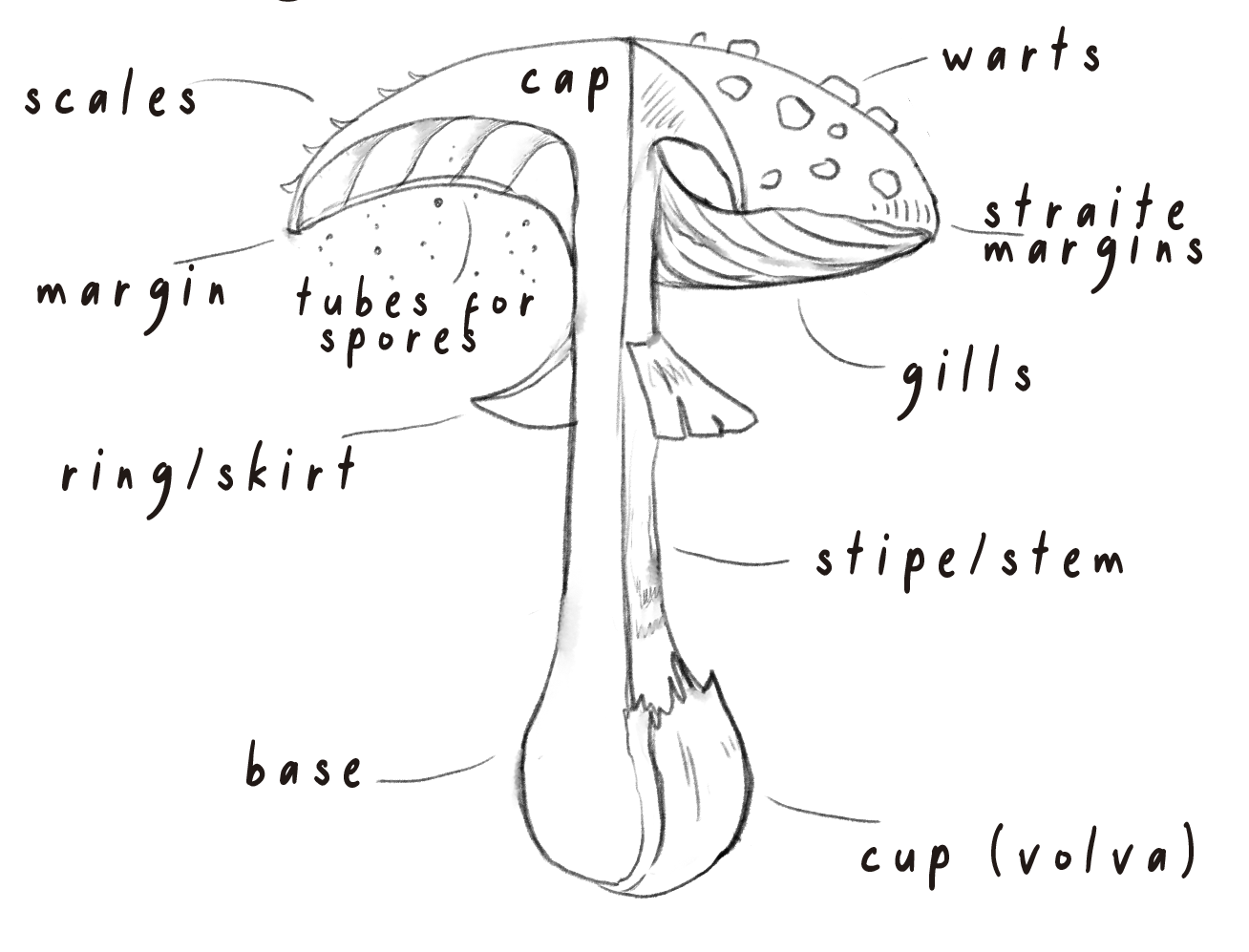 Mushroom key diagram
