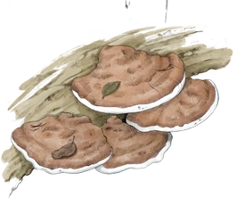 Hand-drawn illustration of Artists Palette mushroom species from Hogsback, South Africa (not AI)