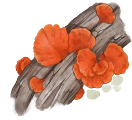 Hand-drawn illustration of Blood Red Bracket mushroom species from Hogsback, South Africa (not AI)