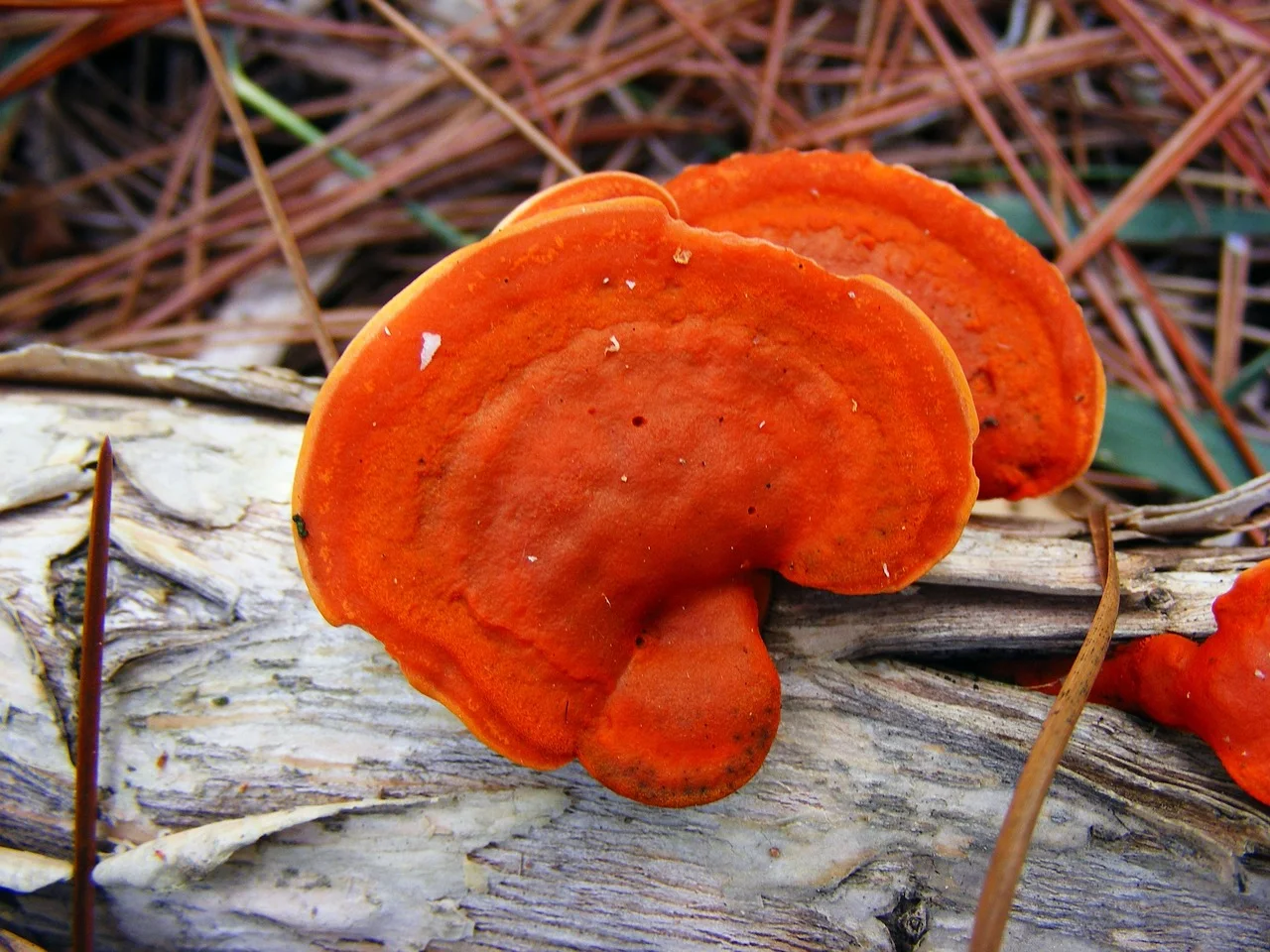 Field photo of Blood Red Bracket mushroom species in Hogsback, South Africa