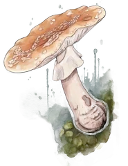 Hand-drawn illustration of Blusher mushroom species from Hogsback, South Africa (not AI)