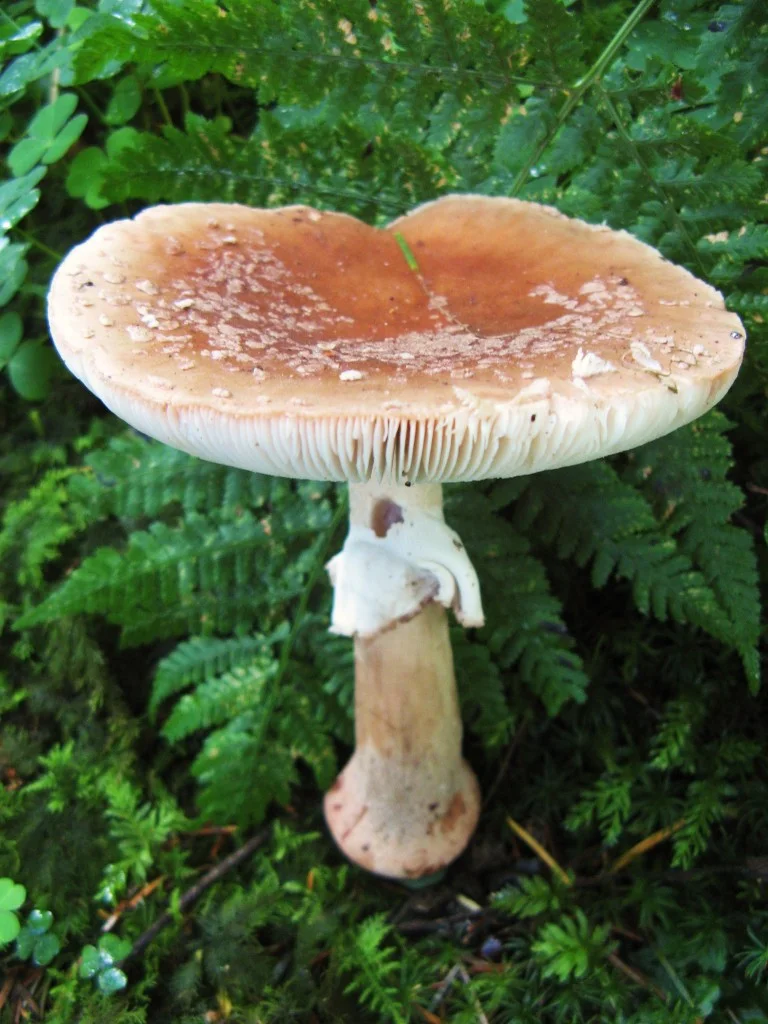 Field photo of Blusher mushroom species in Hogsback, South Africa