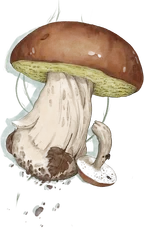Hand-drawn illustration of Boletus mushroom species from Hogsback, South Africa (not AI)