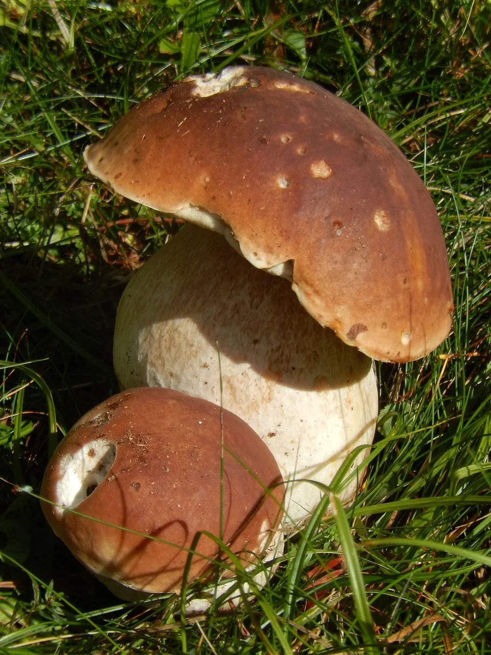 Field photo of Boletus mushroom species in Hogsback, South Africa