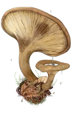 Hand-drawn illustration of Brown Roll-Rim mushroom species from Hogsback, South Africa (not AI)