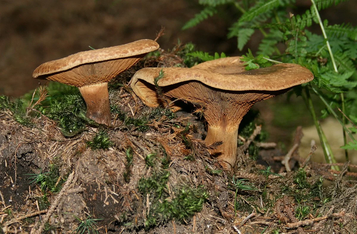 Field photo of Brown Roll-Rim mushroom species in Hogsback, South Africa