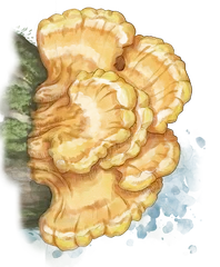 Hand-drawn illustration of Chicken of the Woods mushroom species from Hogsback, South Africa (not AI)