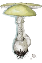 Hand-drawn illustration of Death Cap mushroom species from Hogsback, South Africa (not AI)