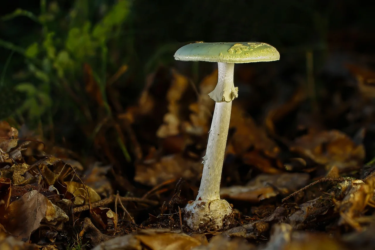 Field photo of Death Cap mushroom species in Hogsback, South Africa