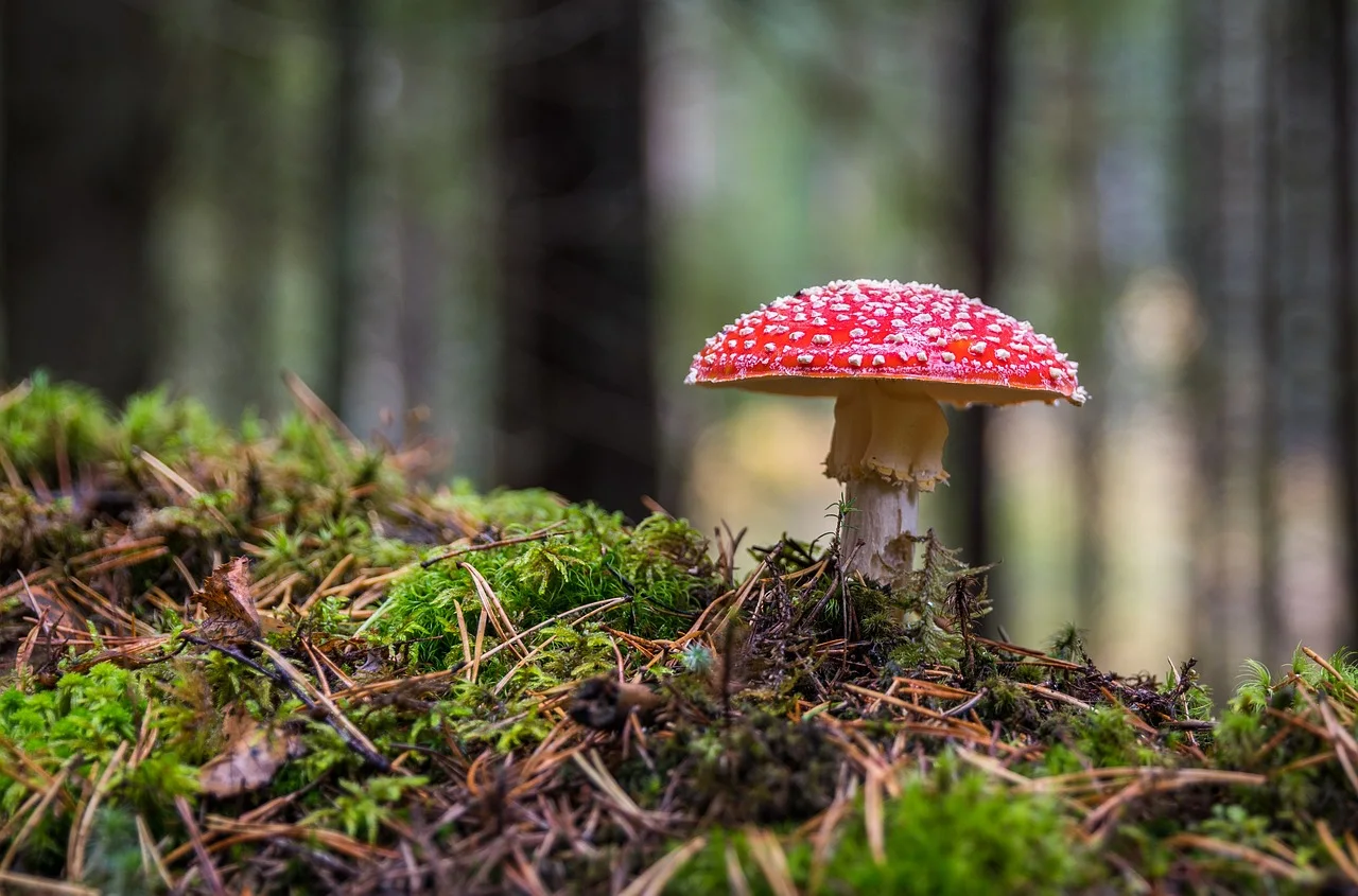Field photo of Fly Agaric mushroom species in Hogsback, South Africa