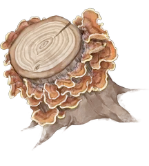 Hand-drawn illustration of Hairy Curtain Crust mushroom species from Hogsback, South Africa (not AI)