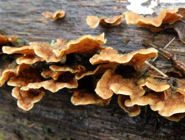 Field photo of Hairy Curtain Crust mushroom species in Hogsback, South Africa