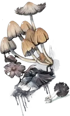 Hand-drawn illustration of Mica Cap mushroom species from Hogsback, South Africa (not AI)