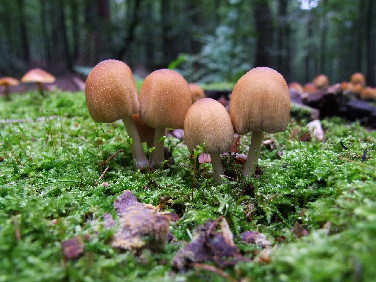 Field photo of Mica Cap mushroom species in Hogsback, South Africa