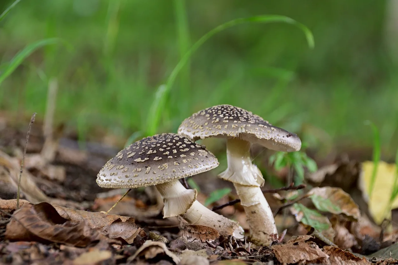 Field photo of Panther Cap mushroom species in Hogsback, South Africa