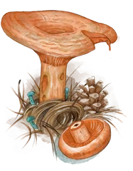 Hand-drawn illustration of Pine Ring mushroom species from Hogsback, South Africa (not AI)