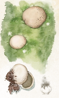 Hand-drawn illustration of Puffball mushroom species from Hogsback, South Africa (not AI)