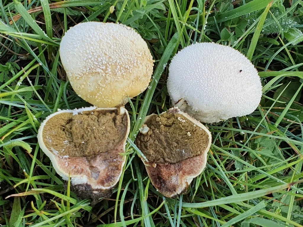 Field photo of Puffball mushroom species in Hogsback, South Africa