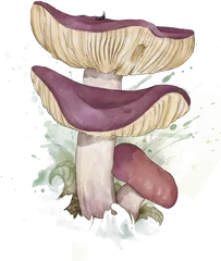 Hand-drawn illustration of Russula mushroom species from Hogsback, South Africa (not AI)