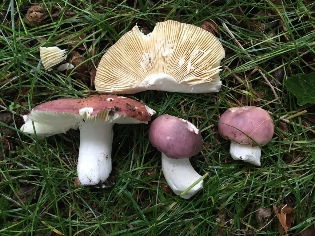 Field photo of Russula mushroom species in Hogsback, South Africa