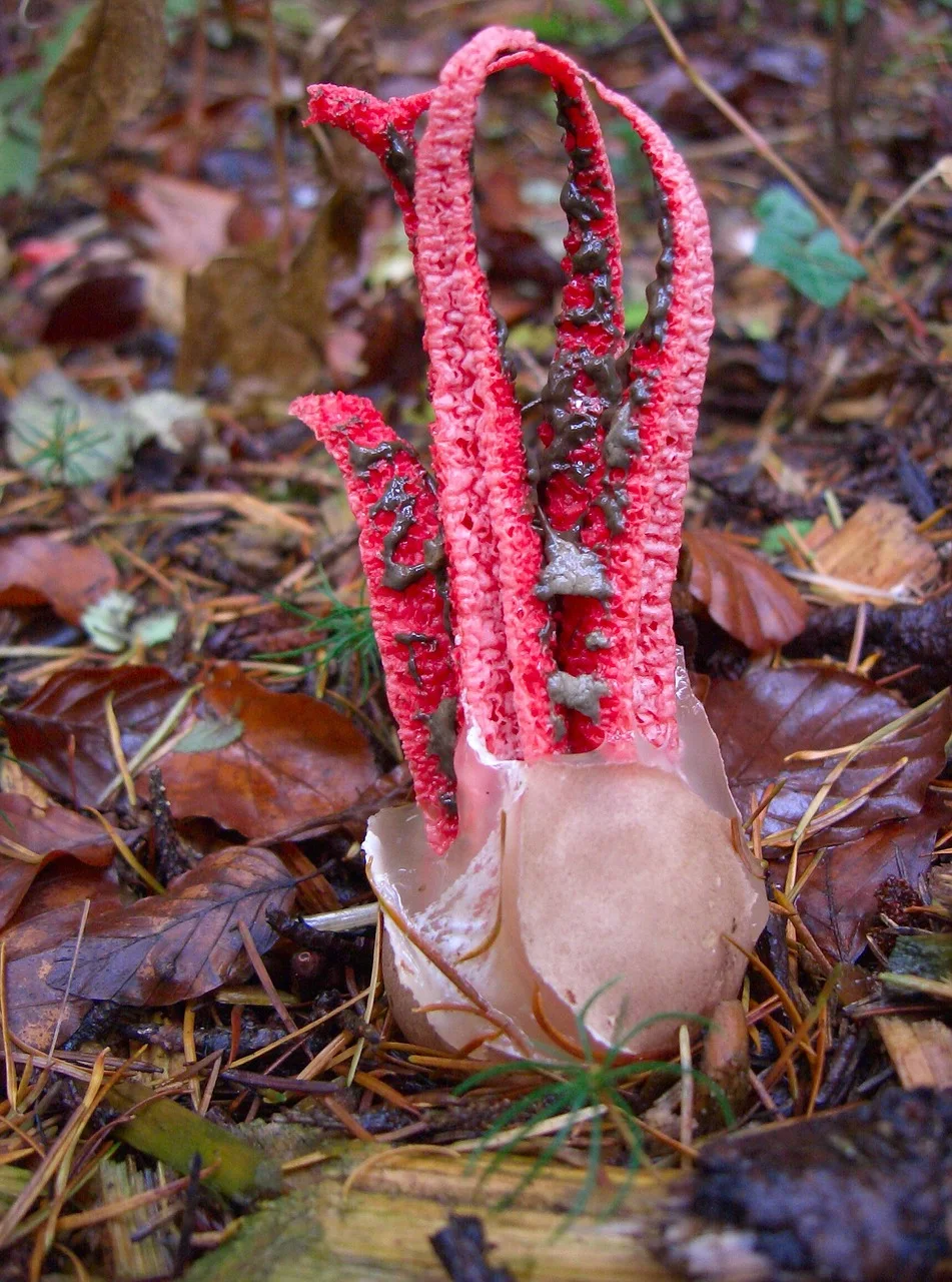 Field photo of Stink Horn mushroom species in Hogsback, South Africa