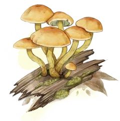 Hand-drawn illustration of Sulphur Tuft mushroom species from Hogsback, South Africa (not AI)