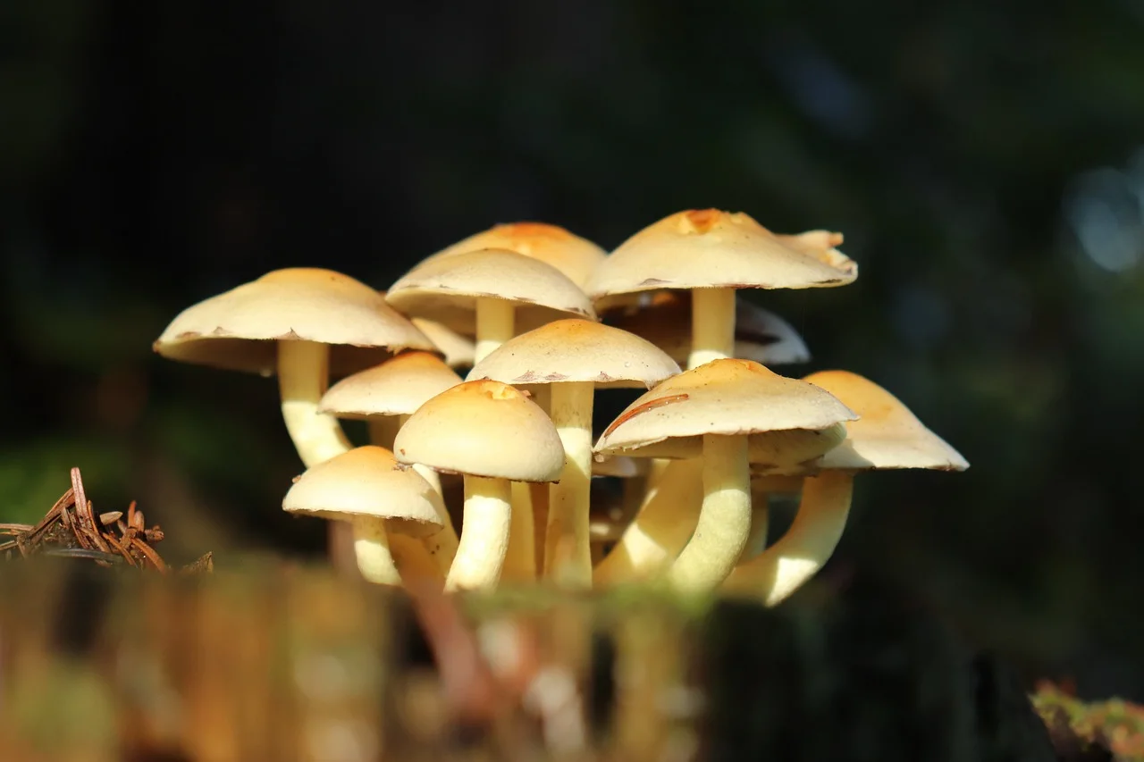 Field photo of Sulphur Tuft mushroom species in Hogsback, South Africa