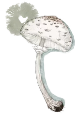 Hand-drawn illustration of White Parasol mushroom species from Hogsback, South Africa (not AI)