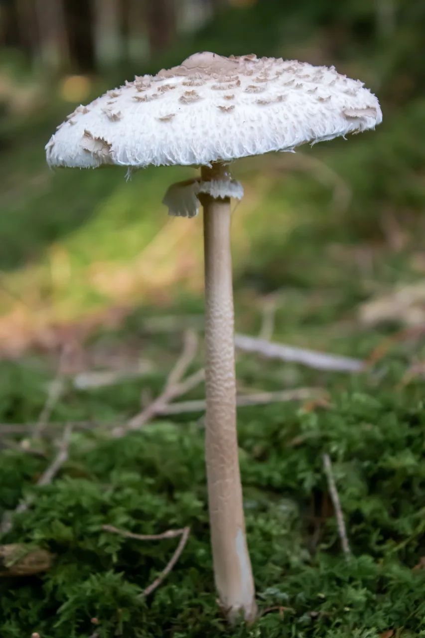 Field photo of White and false parasol mushroom species in Hogsback, South Africa